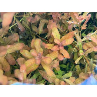Combo 4 ( THỦY CÚC - BÁ VÂN HƯƠNG CAM)