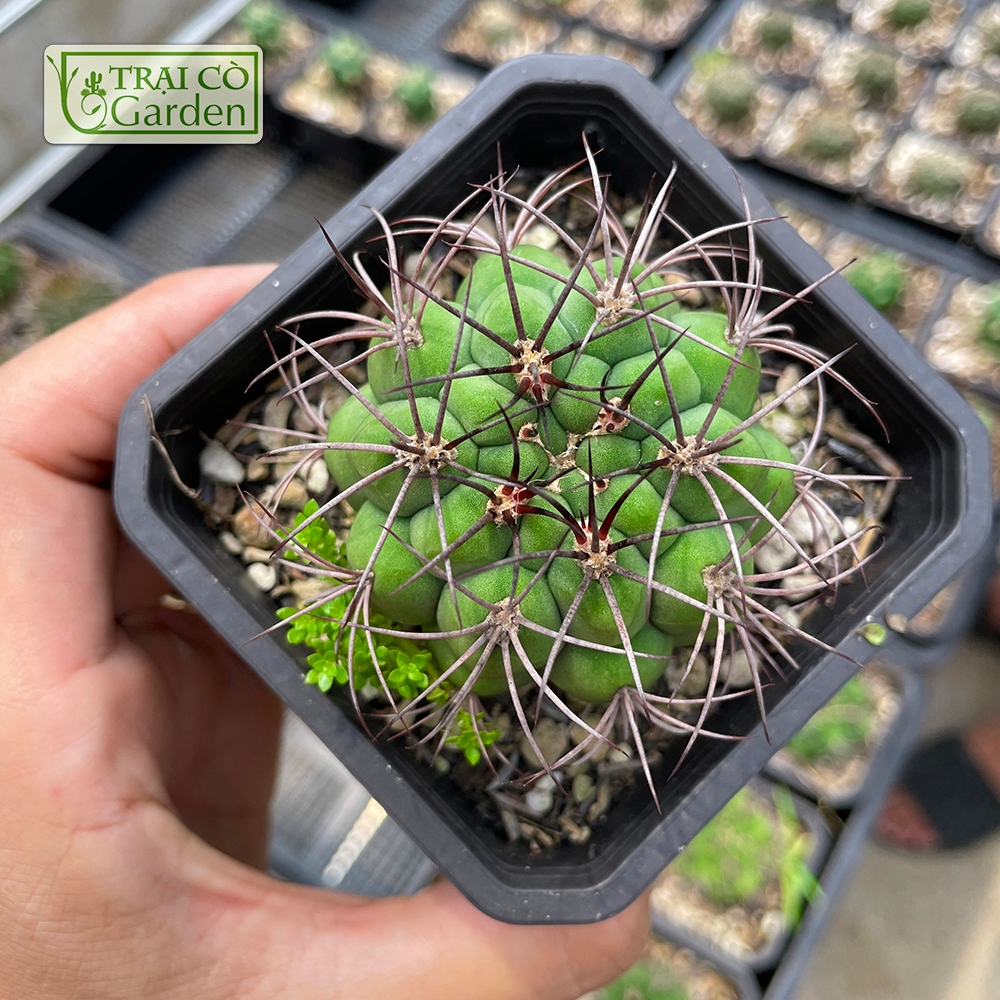 Xương Rồng Na Tân Thiên Địa Trại Cò Garden