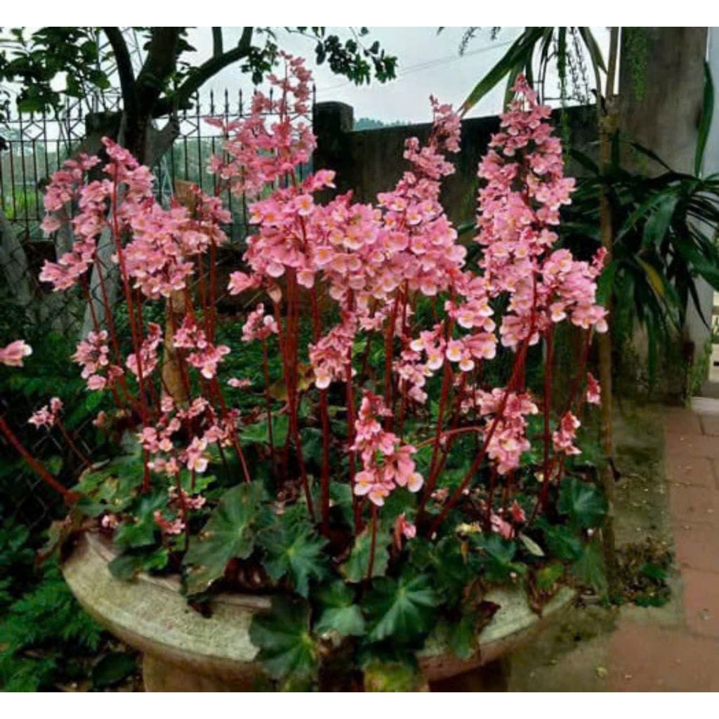 Sen Cạn( Sen Hoa Hồng). Củ Giống