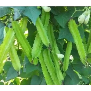 Hạt giống đậu hà lan - đậu bắp - đậu rồng - đậu đũa - đậu que
