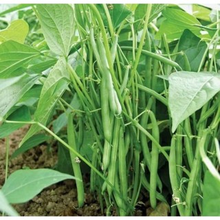 Hạt giống đậu hà lan - đậu bắp - đậu rồng - đậu đũa - đậu que