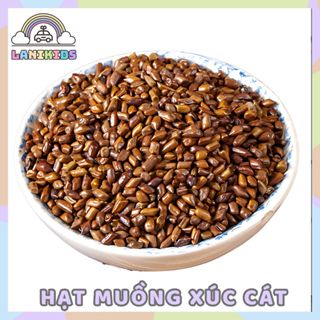 Hạt Muồng - Đồ chơi xúc cát cho bé