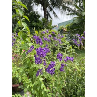 Cây hoa chuỗi ngọc tím đậm