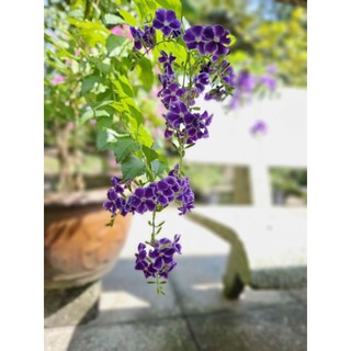 Cây hoa chuỗi ngọc tím đậm