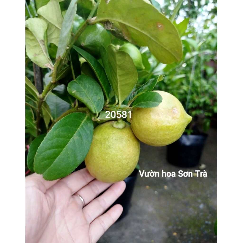 (VHST giao trong ngày) CÂY CHANH VÀNG MỸ đang trái.