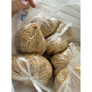 Combo 1kg hạt thóc bóng bảy dành cho chim cu gáy, gà