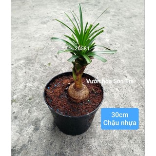 (VHST giao trong ngày) Cây LAN BÌNH RƯỢU.