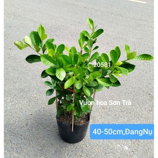 (VHST giao trong ngày) CÂY HOA DÀNH DÀNH (BẠCH THIÊN HƯƠNG) hoa kép, rất thơm.