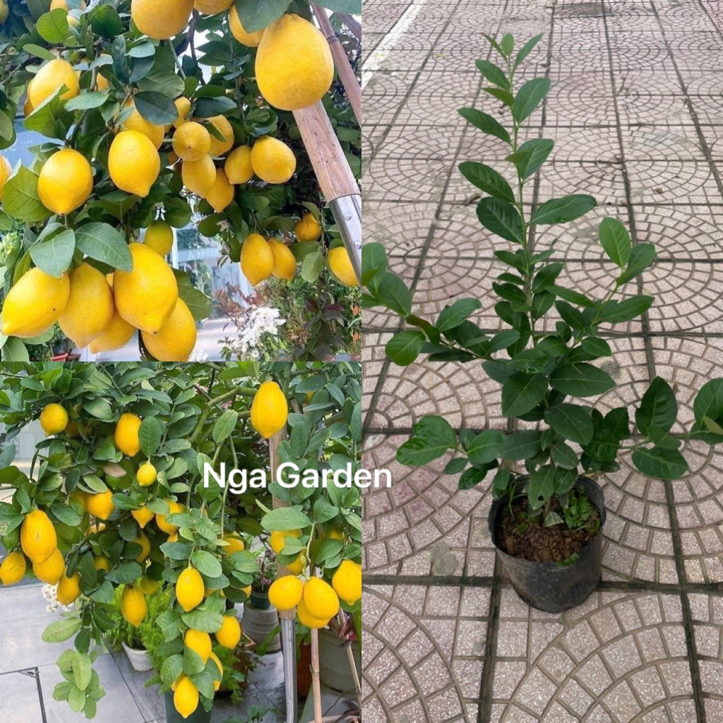 Cây giống chanh vàng Mỹ chanh nước hoa trang trí vườn