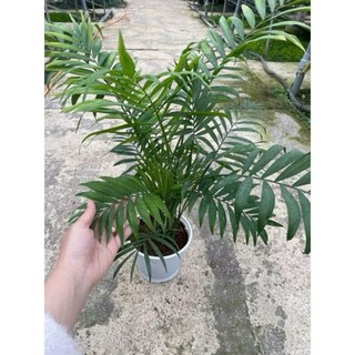 chậu cau tiểu trâm