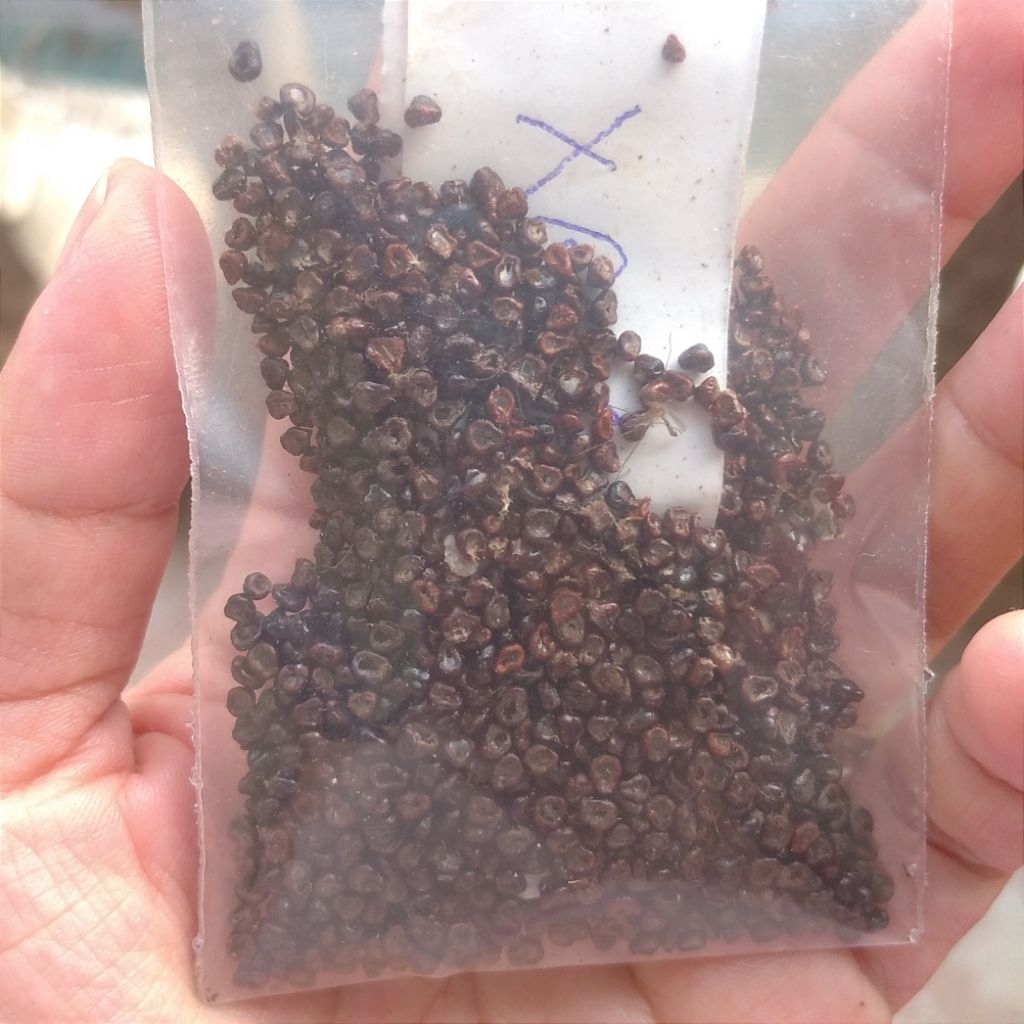 Hạt giống xương rồng Aster mix (Kabuto, Super Kabuto, Star, Nudum...)