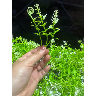[ C442 ] ( 100 GRAM ) Lẻ Cỏ điểm, hoa điểm bó hoa, trang trí giỏ quà, hộp quà, giỏ hoa quả, trang trí decor