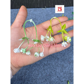 [ C442 ] ( 100 GRAM ) Lẻ Cỏ điểm, hoa điểm bó hoa, trang trí giỏ quà, hộp quà, giỏ hoa quả, trang trí decor