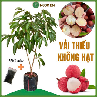  Cây giống vải thiều không hạt hạt lép dễ trồng  nhanh quả 