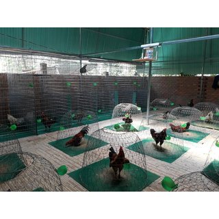 Thảm lót bội gà (1m vuông/tấm)
