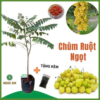  Cây Chùm Ruột Ngọt 90Cm,vị ngọt thanh trồng 3 tháng có trái và dễ trồng 