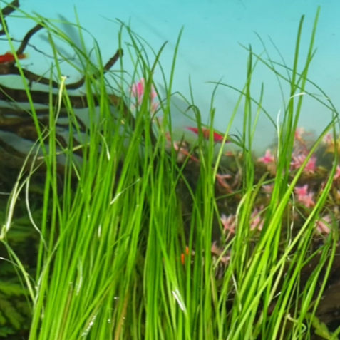 CỎ CỌP THUỶ SINH HẬU CẢNH