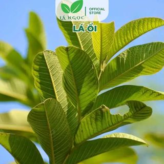 Lá ổi sấy khô giúp giảm cân, tốt cho sức khỏe thương hiệu Lá Ngọc gói 1kg