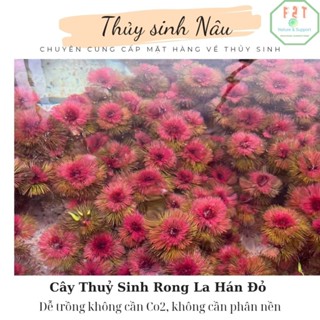 [RẺ VÔ ĐỊCH] Cây Thủy Sinh Rong La Hán Đỏ Dễ Trồng thuysinhnau CTS04