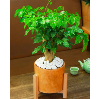  Chậu cây hạnh phúc thân gỗ quà tặng lễ cưới cưới hỏi món quà phong thuỷ THE FISH DESIGN SIZE LS 
