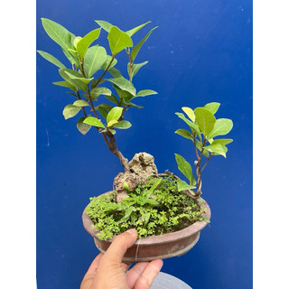 cây sanh, si búp đỏ mini bonsai