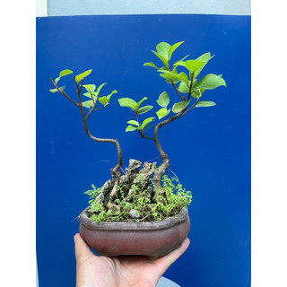 cây sanh, si búp đỏ mini bonsai