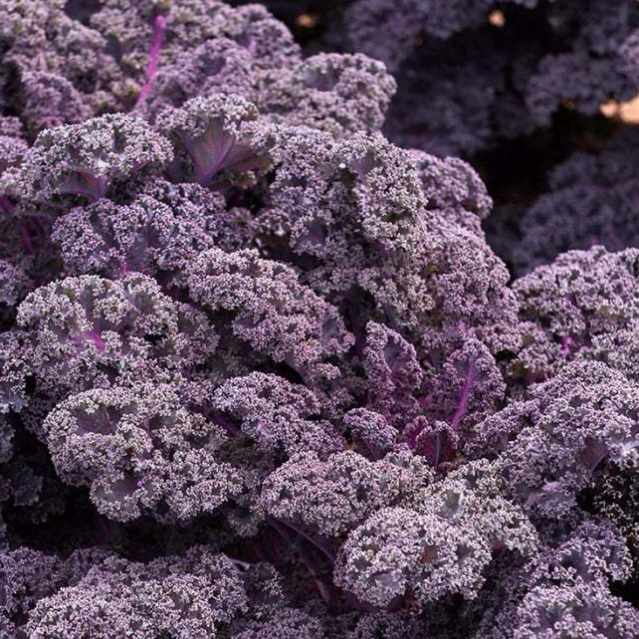 COMBO 2 Loại Kale Dễ Trồng ( Kale Tím + Kale Xanh ) GM >90% NS