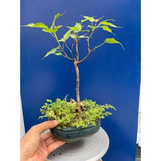 bồ đề bonsai gôc bự trang trí vườn