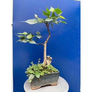bồ đề bonsai gôc bự trang trí vườn