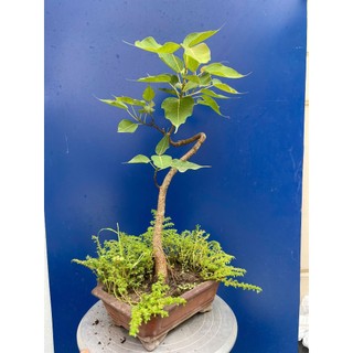 bồ đề bonsai gôc bự trang trí vườn