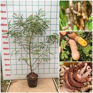  Cây Me Thái Lớn 1Mét vị ngọt thơm đậm đà trồng 3 tháng có trái và dễ trồng 