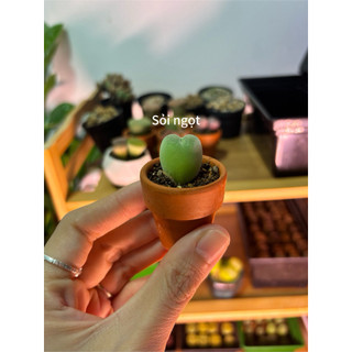 [Sỏi ngọt] Conophytum - Cono táo xanh - Cây lẻ - Ship cây rễ trần