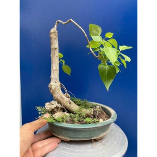 bồ đề bonsai gôc bự trang trí vườn