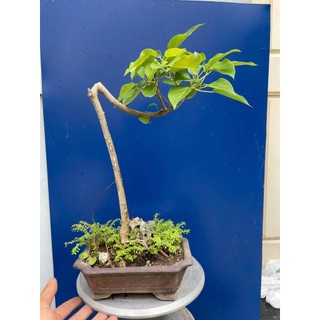 bồ đề bonsai gôc bự trang trí vườn