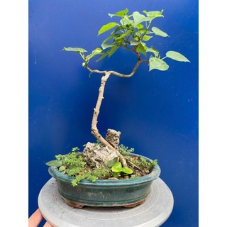 bồ đề bonsai gôc bự trang trí vườn