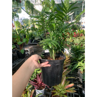 Cau TIỂU TRÂM mini để bàn