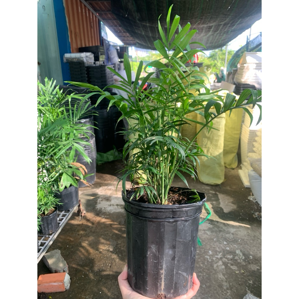Cau TIỂU TRÂM mini để bàn