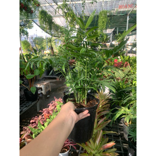 Cau TIỂU TRÂM mini để bàn