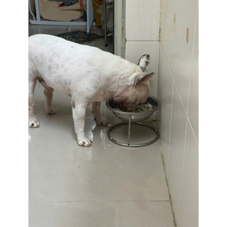Đế ăn cho chó inox nhiều size(Hàng loại 1)
