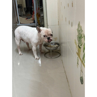 Đế ăn cho chó inox nhiều size(Hàng loại 1)