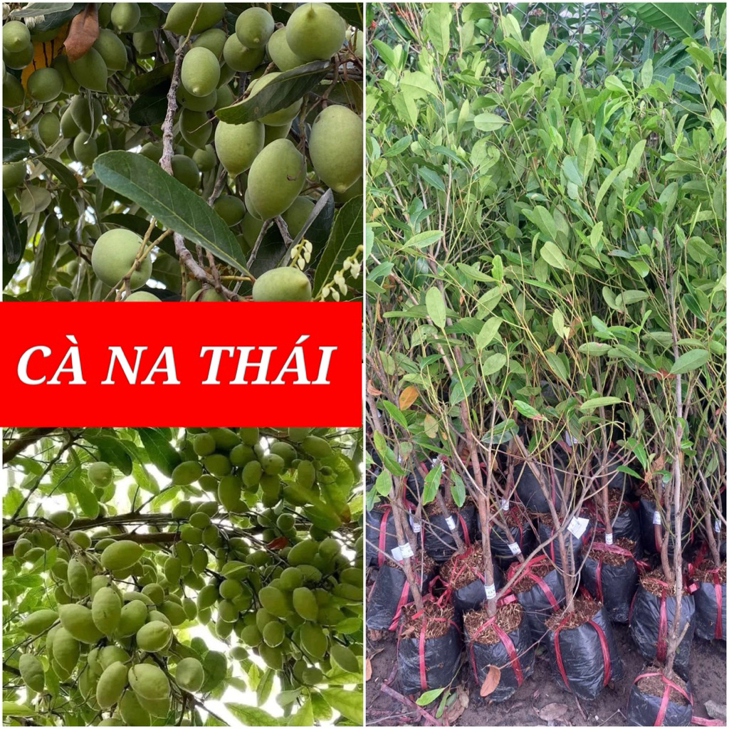 CÀ NA THÁI 80cm-1m