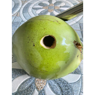 Cây đục dừa, Búa đục dừa Mới