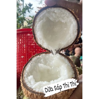 Dừa Sáp Bi Đặc (Trái 600gr-800gr)