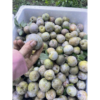 Mận Hậu Xanh chua giòn - 1kg ( ship bắc- trung )