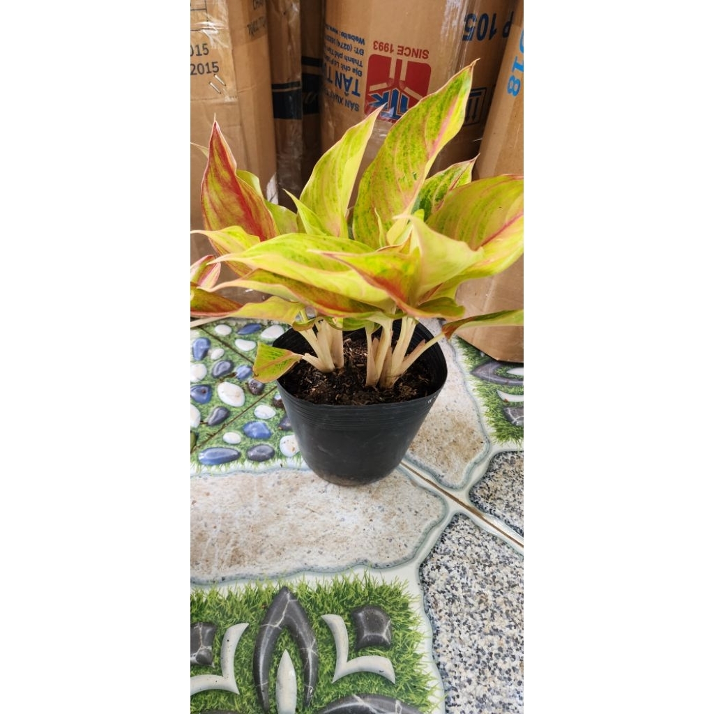 phú quý vàng (tặng kèm phân bón)