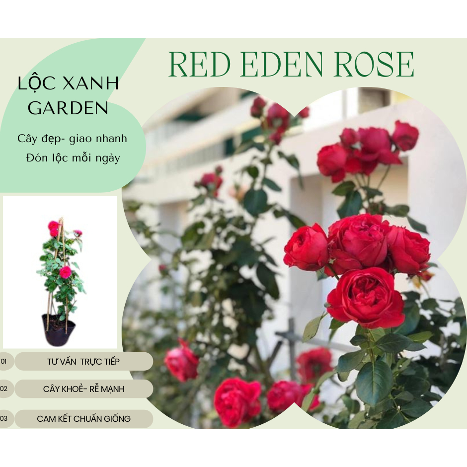Chậu Cây Hồng Red Eden Nguyên Bản – Decor Xanh Góc Ban Công & Sân Vườn Lãng Mạn | Lộc Xanh Garden