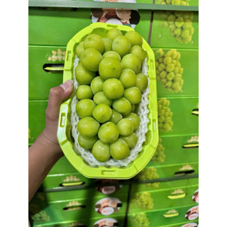 HOẢ TỐC NHO SỮA CHÙM SIÊU NGON SIÊU NGỌT