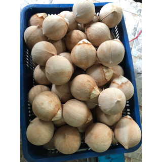  Dừa xiêm xanh gọt trọc KA CO ko tẩy,combo 10 trái size 700-800gr 