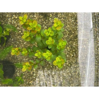 ROTOLA ĐỎ - Vảy ốc đỏ (20 nhánh)