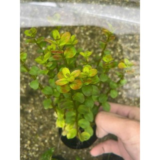 ROTOLA ĐỎ - Vảy ốc đỏ (20 nhánh)